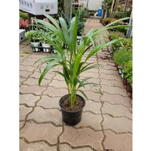 7900 아레카야자 중품 40~60cm, 1개