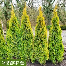 골든스마라그 키60cm내외 싸이프러스 상록수 울타리 측백나무, 키60cm내외 흙분, 1개
