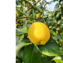 잔류농약 걱정없이 껍질째 레몬청 레몬물 레몬화장품을 만들 수 있는 제주국내산 레몬, 5kg