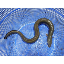 자연산민물장어 뱀장어 250g 1마리 자연산장어 자연산 민물장어 장어즙 중탕 장어구이 (조업당일 발송상품), 자연산 민물장어(뱀장어) 1kg (3-4마리내외)