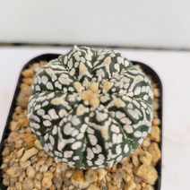 [메카다육]27-0719 선인장 슈퍼투구(V투구) 국내실생 다육식물, 1개