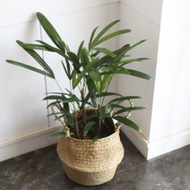 모리앤 [모리앤]공기정화식물(중대품)+라탄해초바구니(대) 세트 11종, 07.관음죽+라탄해초바구니(대)