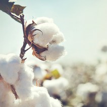 코튼씨드오일.면실유.목화씨오일.천연보습오일 100ml, 코튼씨드오일.면실유.목화씨오일.천연보습오일100ml-1개