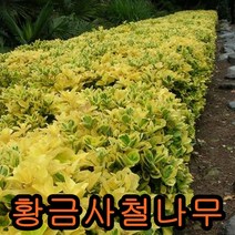 황금사철나무 키50~60cm 2그루 나무 묘목 황금사철나무