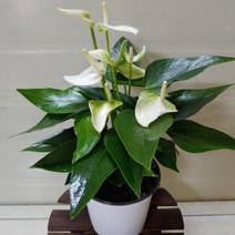 [성심] 안시리움(화이트)159, 1개