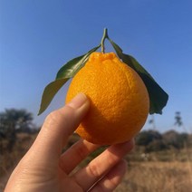 산지직송 청정 제주 명품 한라봉 3kg 5kg 가정용, 3kg 소과 (13~16), 1개
