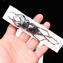 Prionocalus cacicus 카시쿠스굽은턱하늘소 곤충표본 건조표본, 55mm+