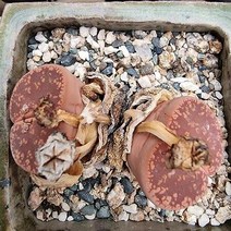 아우캠피애 키우기 쉬운 다육식물 1-100 랜덤발송, 단품