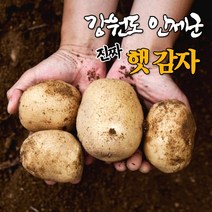 강원도 고랭지 햇 수미 감자 3kg 5kg 10kg 친환경 알 포슬포슬 두백 찐 감자, 3kg(대), 1개