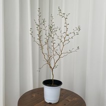 마오리소포라 온정원 공기정화식물