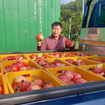 고흥 햇석류 생과 10kg 착즙용 담금용 50과 내외 산지 직배송 직접 재배 수확 판매