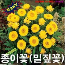 (씨앗) 종이꽃(밀짚꽃) 노랑 10립