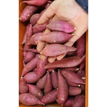 알뜰농장 2023년 햇 꿀 밤고구마 소소 쫄 한입크기 고당도 상품(가장작은크기) 5kg 10kg 20박스한정 전남 해남.무안작업, 1개, 2023 햇꿀밤고구마 소소쫄한입(가장작은) 5kg내외