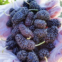 [푸드맛봄] 고창 햇 냉동 오디 특품 과상 2호 1kg(트레이포장)/23년햇과, 상세 설명 참조