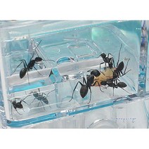SDS_개미집키트 하기 관찰 하우스 키우기 LED 개미 개미관찰 여왕 사육장rst541, SDS_개미집관찰-led형