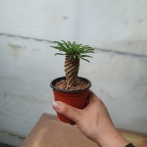 꽃백화점 괴마옥 소품 15~25cm 89 선인장 다육식물 공기정화식물, 1개