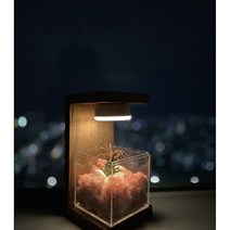 스칸디아모스 공기정화식물 무드등 카페인테리어 집들이선물 입주선물, 스프링그린