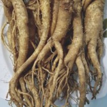 국산 슈퍼 도라지 씨앗 작물 품종 산채 종자 200g _ 45149EA, 본상품선택