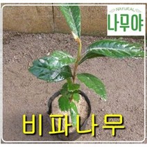 비파나무 2년포트3그루+황칠2년생3그루 총6그루 나무 묘목 유실수 과일나무 꽃나무 울타리묘목