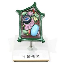 식물 세포 설명 모형