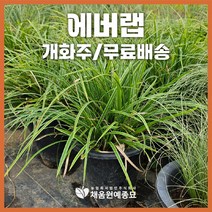 채움원예종묘 그라스 에버랩 7호화분 개화주 사초 억새 갈대 수크령 파니쿰 정원 조경, 에버랩(7호화분), 1개