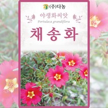 채송화 씨앗 채송화 씨 야생화 꽃 종자 1g