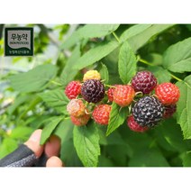 힘이불끈 무농약복분자 친환경 하우스재배로 미세먼지 황사제로 탄소순환농법 2kg부터무료배송