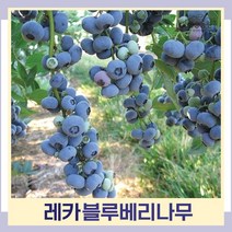블루베리나무 묘목 레카 3년생 포트묘 2개