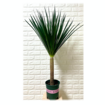 드라세나드라코 대품 드라코 도라코, 1개