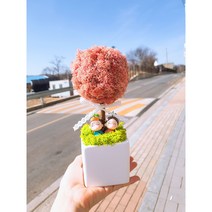 스칸디아모스 토피어리 화분 집들이 개업용 선물 캘리그라피화분, 씨클라멘(핫핑크)