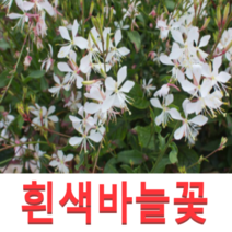 (성실GS)흰색 바늘꽃모종(포트) 흰가우라모종 10개