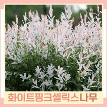 버드나무 묘목 오색버들 화이트핑크셀릭스 삽목1년생 포트묘 5개