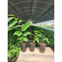 포포나무 포포 실생묘 [월순네 농장], 60cm이상 묘목(접목용 식재용 굵기), 1개