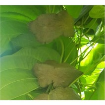하늘마 열매마 우주마 식용 5kg 가격할인+무료배송(SG)