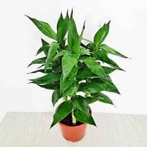 금천죽 행운죽 실내 키우기쉬운 공기정화식물 거실 식물 화분 화초, 단품