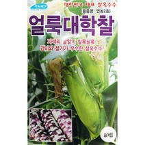 얼룩 대학찰옥수수 씨앗 (80립), 1개
