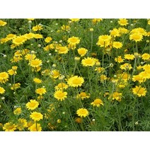 다이어스캐모마일-황금마가렛 10cm포트묘 (모종 4개묶음) 노지월동다년초 허브 [꽃심야생화]