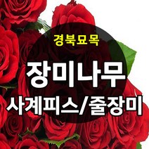 [경북농원] 장미(줄장미 / 사계땅장미) 포트묘 판매중, 사계 땅장미 포트묘 1주 (노랑색)