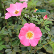 웨딩찔레 소품 [2포트] (복남이네 야생화 모종 분홍 장미 찔레), 1개