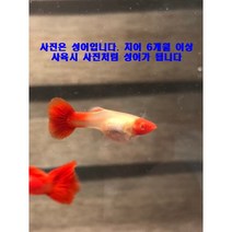 알비노 루돌프 구피