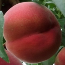 복숭아나무 묘목 아삭이왕복숭아나무 백도 2년생 특묘, [ 백도 아삭이복숭아나무 묘목 2년생 ]