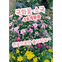 가을국화-소국-10개묶음/꽃잎이 큰 꽃으로만 출고되요
