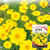 꽃씨 금계국종자 금계국씨 씨앗 300립 대포장 500g 1kg