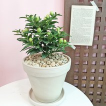 관상용 옥천앵두 독일토분 지름 15cm - 빨간열매가 예쁜 친구 꽃말: 자신을 사랑하라, 1개