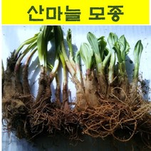 산마늘모종 (4~8년생 중묘) 10개 명이나물 종근 wj183