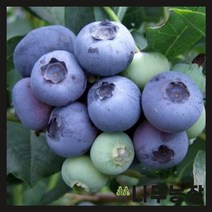 (나무농장) 블루베리나무 오닐 7치 화분