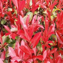순희농장/홍가시묘목/홍가시레드로빈 1m 분/50cm/80cm 2개/30cm 6개/레드로빈, 홍가시 80cm전후 (포트 2개), 6개