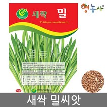 새싹밀씨앗- 밀싹 밀싹씨앗 새싹채소 새싹씨앗 학습용 실험용 사계절 밀싹 밀새싹 씨앗 씨 종자, 베이비엔다이브
