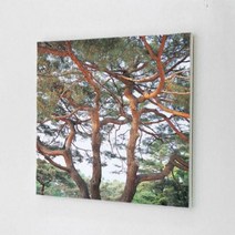 아트박스/꾸밈 bh265-캔버스액자30x30_높이솟은소나무, 상세 설명 참조