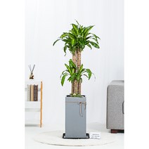 개업화분 화분배달 당일배송 공기정화식물 집들이 승진 대형 중형 축하, 05. 행운목(중)